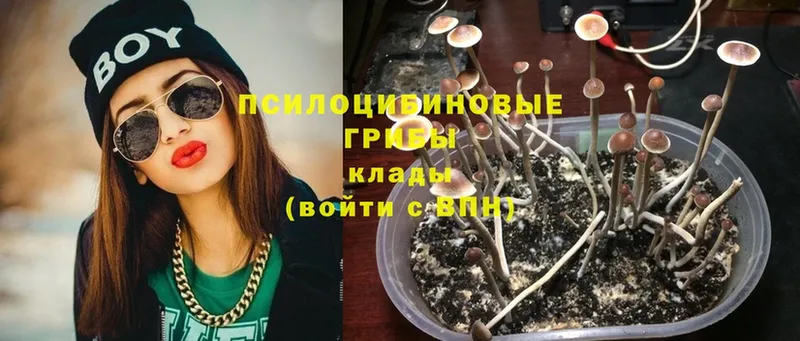 Галлюциногенные грибы Psilocybe  Вытегра 